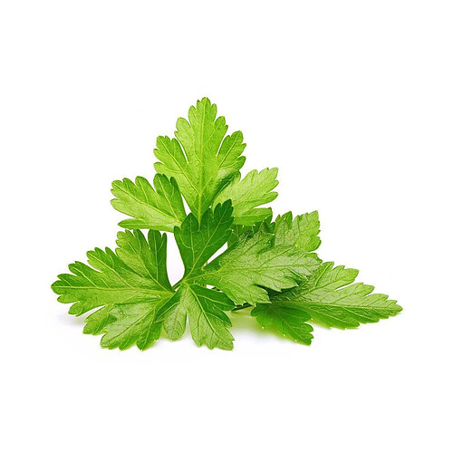 Click & Grow Click and Grow Coriandre