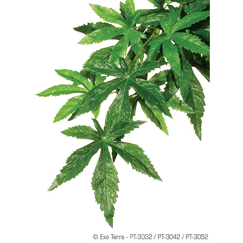 Exo Terra Exoterra Plante Abutilon 20x80cm