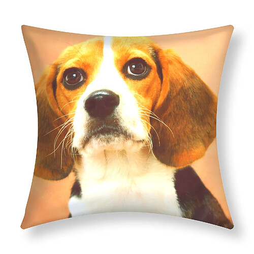 AVIZAR - Chien Beagle