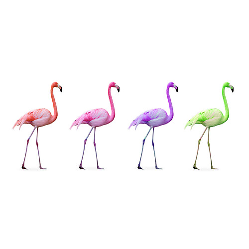 DECLIKTABLEAU Tableau Animaux Quatuor de Flamants Roses 80x55